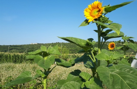 paesaggio con girasole