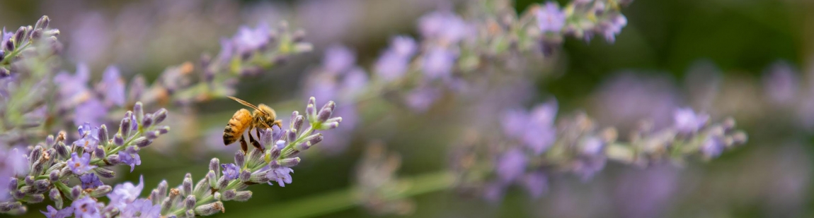 apesulavanda